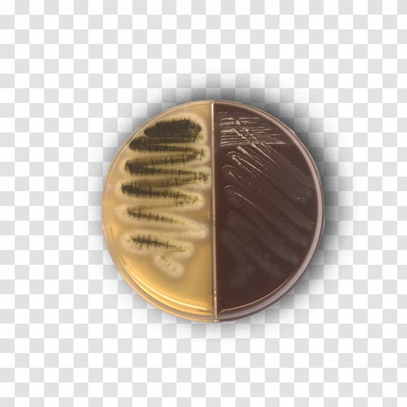 Chocolate Agar Sabouraud Trypticase Soy Growth Medium - Mold - Petri Dishes Transparent PNG