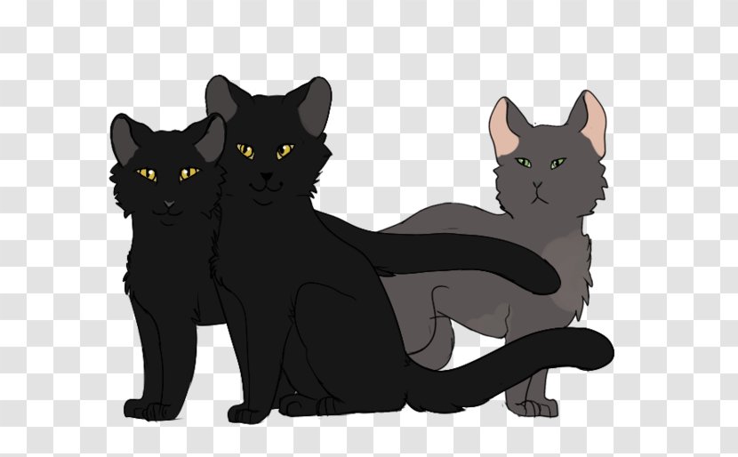 Bombay Cat Black Korat Kitten Domestic Short-haired - M Transparent PNG