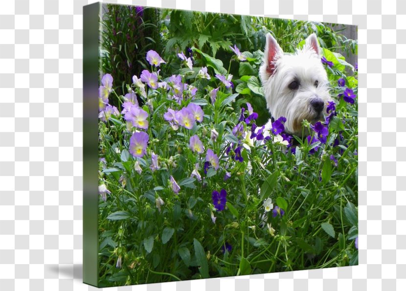 West Highland White Terrier Dog Breed Gallery Wrap Puppy - Flora Transparent PNG