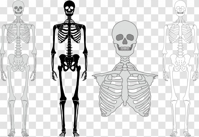 Human Skeleton Bone Euclidean Vector - Watercolor Transparent PNG