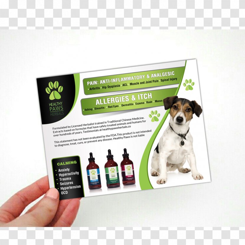 Jack Russell Terrier Dog Breed Advertising Text - Modern Flyer Design Transparent PNG