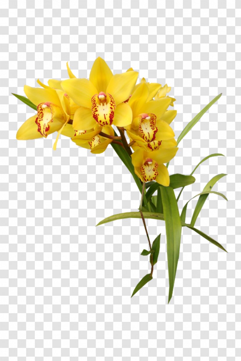 Flower Yellow Orchids Clip Art - Plant Stem - Orchid Transparent PNG