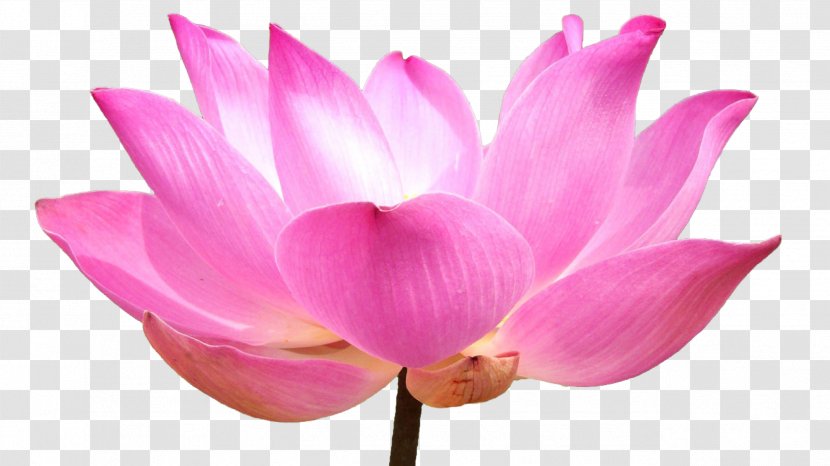 Sacred Lotus Stock Photography Image Illustration Shutterstock - Blossoms Transparent PNG