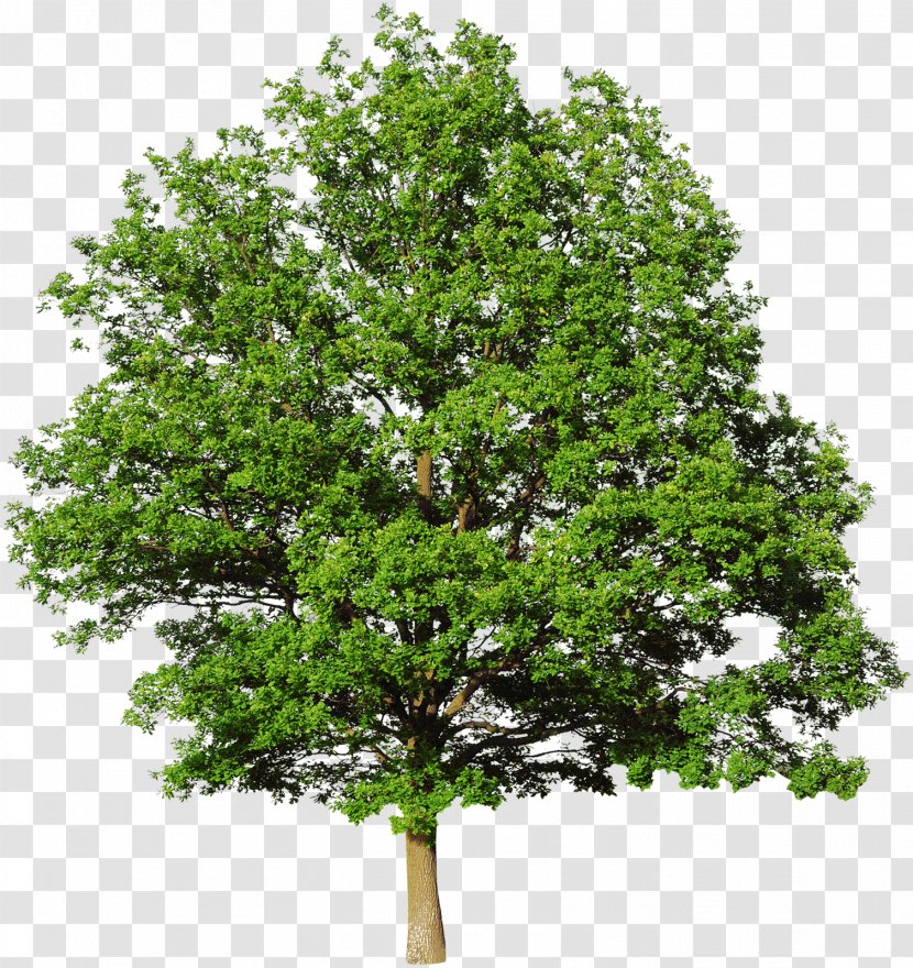 Bald Cypress Mediterranean Leyland Tree Evergreen - Wood - Walnut Transparent PNG