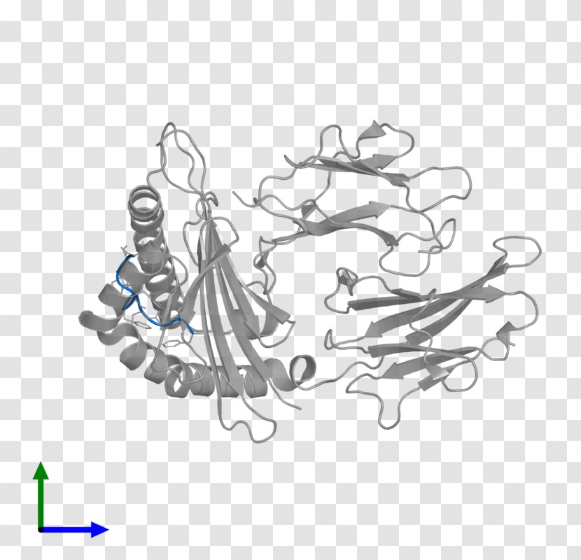 Human Leukocyte Antigen HLA-B HLA-G MHC Class I Major Histocompatibility Complex - Mhc Ii - Beta2 Microglobulin Transparent PNG