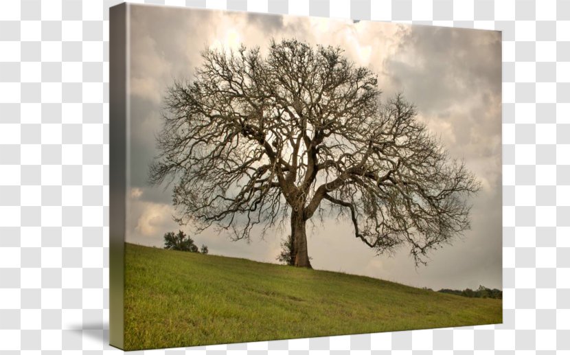 Oak Tree Central Texas Ebony Hill Country - Framing Transparent PNG