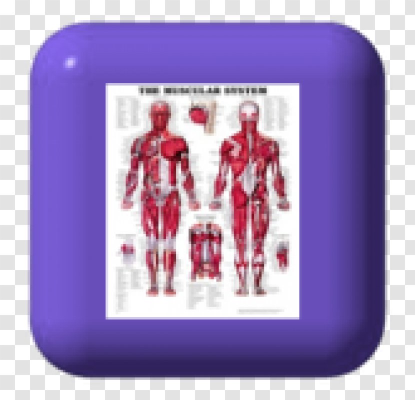 The Muscular System Anatomical Chart Human Anatomy Body Muscle - Silhouette - Rub Water Transparent PNG