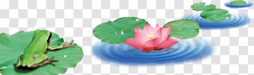 Frog Download - Leaf - Lotus Transparent PNG