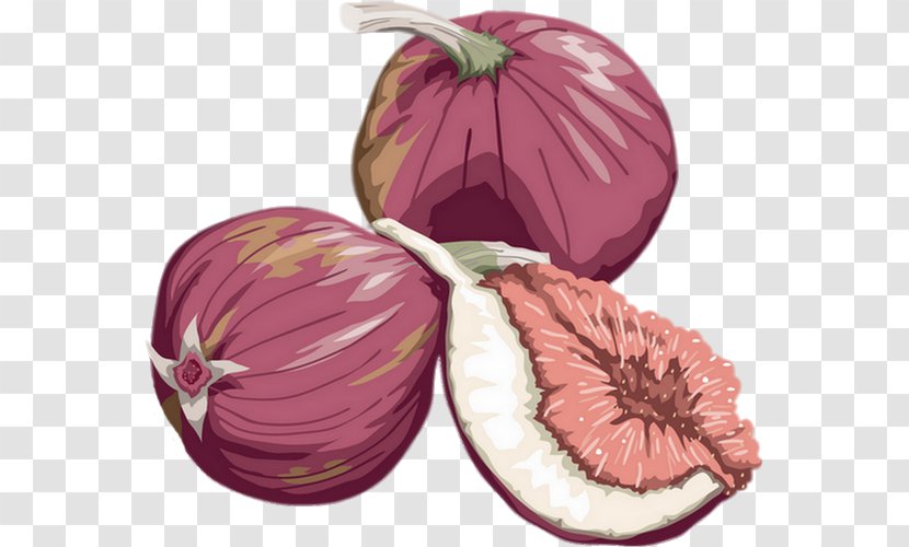 Fruit Drawing Common Fig - Fig. Transparent PNG