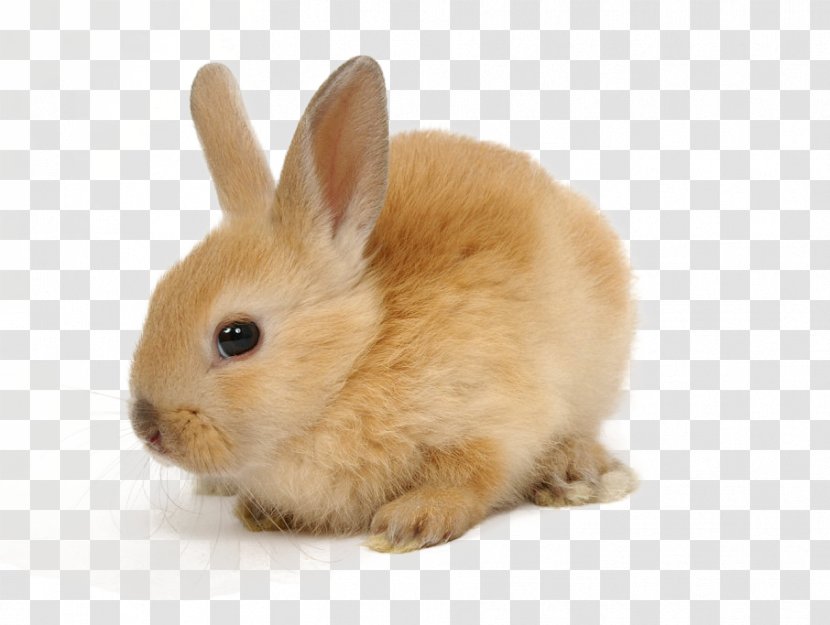 European Rabbit Domestic Cruelty-free Pet - Zajaczek Transparent PNG
