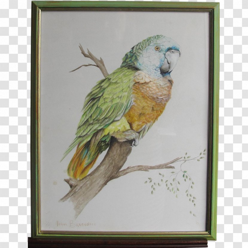 Parrot Lovebird Parakeet Macaw - Beak - Bird Watercolor Transparent PNG