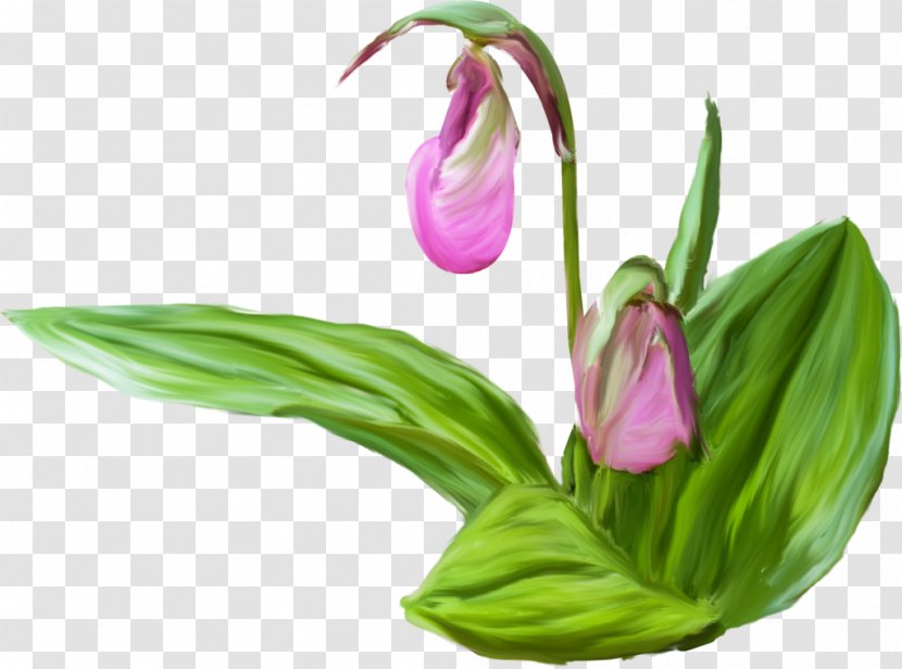 Tulip Cut Flowers Bud Plant Stem Petal Transparent PNG