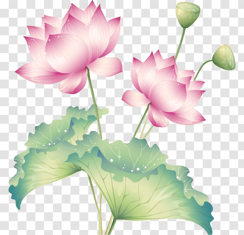 Photography Buddhism - Nelumbo Nucifera - Bud Transparent PNG