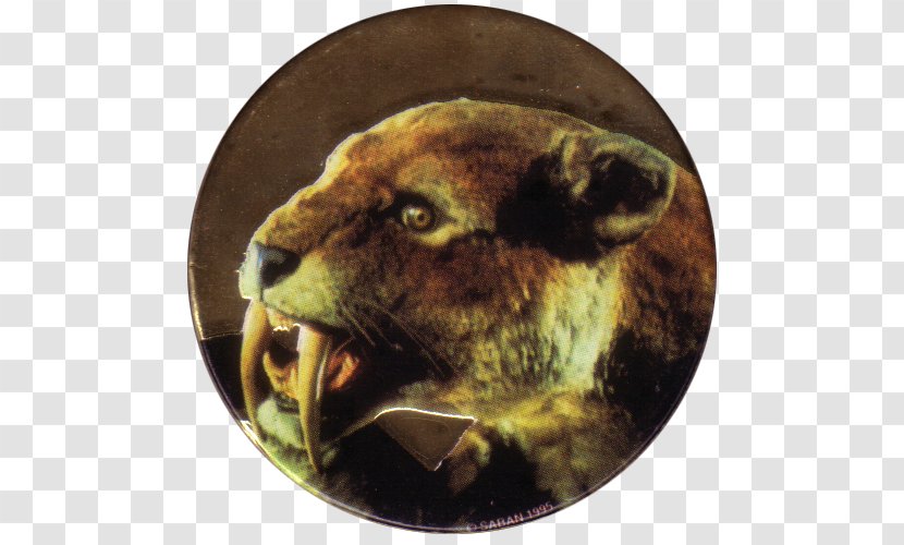 Cougar Imgur Cat Whiskers - Album - Sabertoothed Tiger Transparent PNG