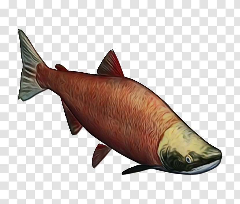Fish Cartoon - Herring - Rayfinned Chub Salmon Transparent PNG