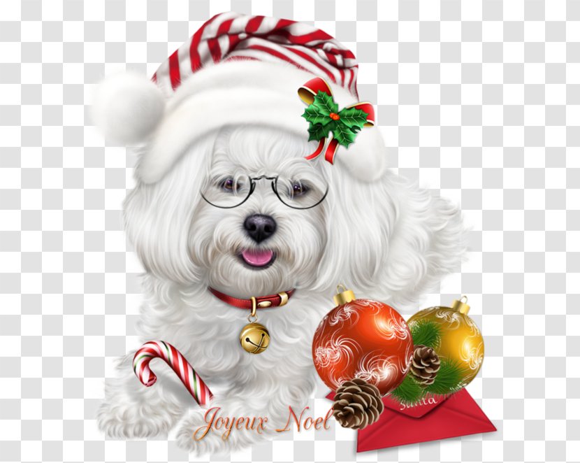 Christmas Dog - Bichon - Havanese Sealyham Terrier Transparent PNG