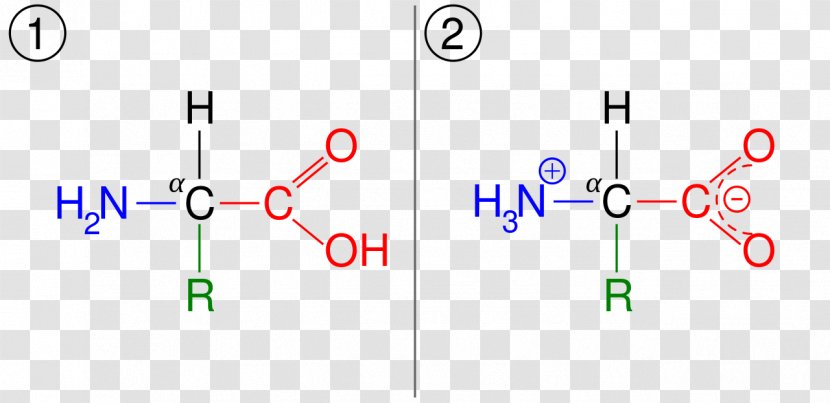 Zwitterion Glycine Ionization Amino Acid Amine - Number - Area Transparent PNG