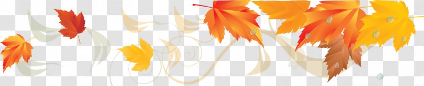 Image Desktop Wallpaper Leaf Download - Petal Transparent PNG