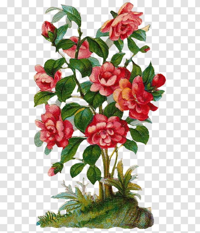 Rose Shrub Plant Clip Art - Free Content - Retro Floral Flora Transparent PNG