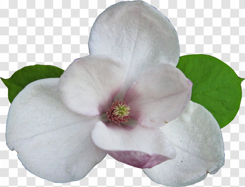 Flowering Plant Magnoliaceae - Rar - Magnolia Transparent PNG