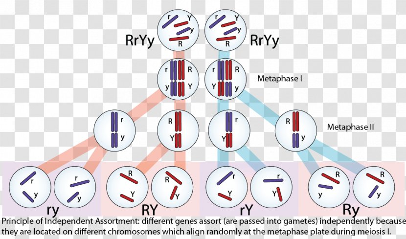 Non-Mendelian Inheritance Genetics Heredity Dominance - Tree Transparent PNG