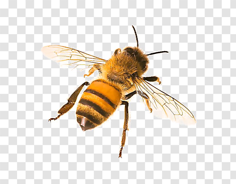 Bumblebee - Hornet Transparent PNG