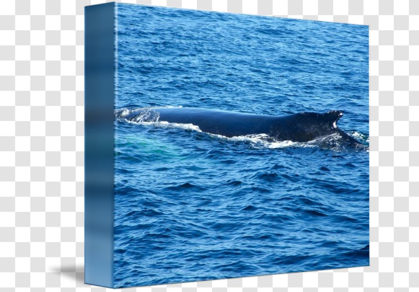 Wholphin Dolphin Whale Cetacea Marine Mammal - Douchegordijn - Watercolor Transparent PNG