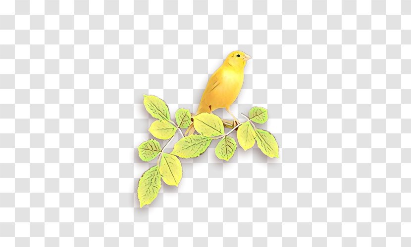 Bird Cartoon - Beak - Plant Canary Transparent PNG