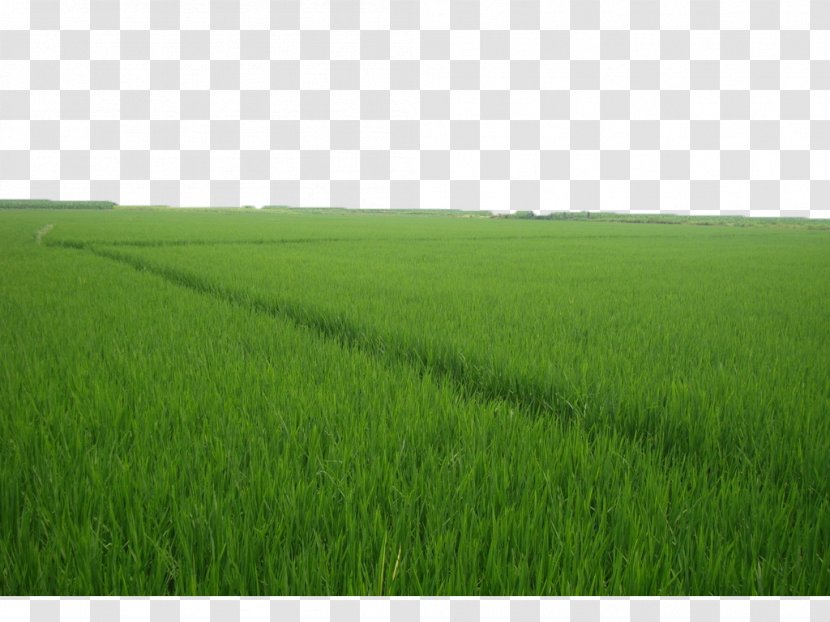 Crop Grassland Grasses Lawn Energy - Plant - Green Rice Fields Transparent PNG