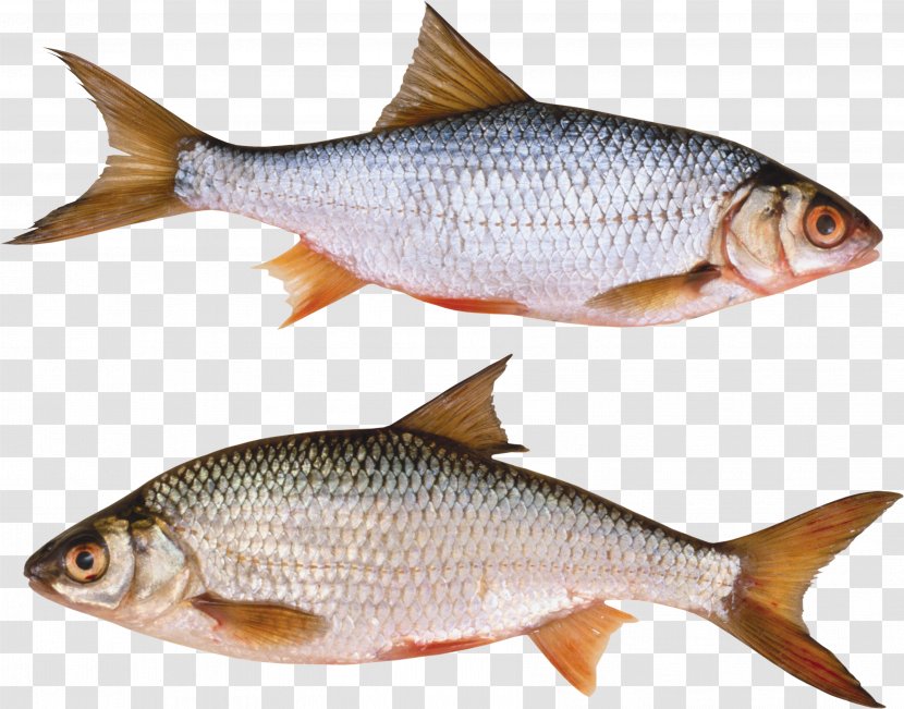 Goldfish Common Carp - Organism - Fish Transparent PNG