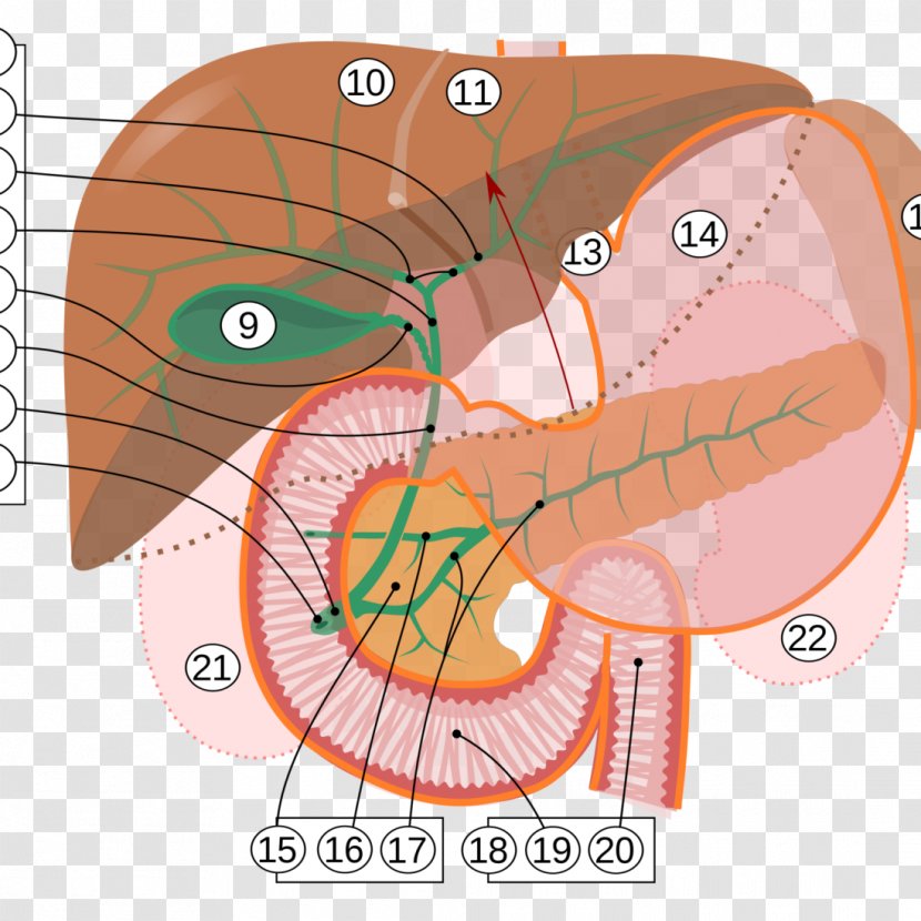 Ampulla Of Vater Major Duodenal Papilla Pancreas Gallbladder Human Body - Heart - Cartoon Transparent PNG