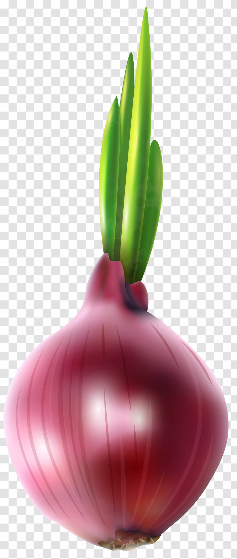 Onion Computer File - Allium Fistulosum - Red Free Clip Art Image Transparent PNG
