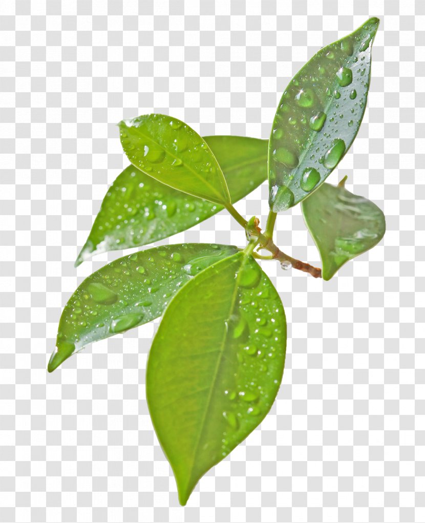 Leaf Green Yellow Flower Plant Stem - Leaves Transparent PNG