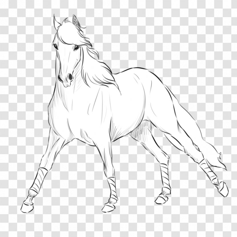 Andalusian Horse Mane Shire Mustang Stallion - Colt Transparent PNG