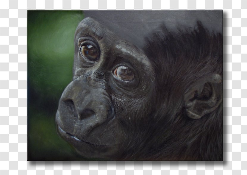 Common Chimpanzee Gorilla Animal Wildlife Painting Transparent PNG