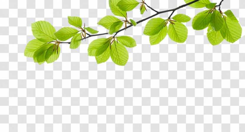 Template Cream Information Software - Price - Green Leaf Foliage Decoration Pattern Transparent PNG