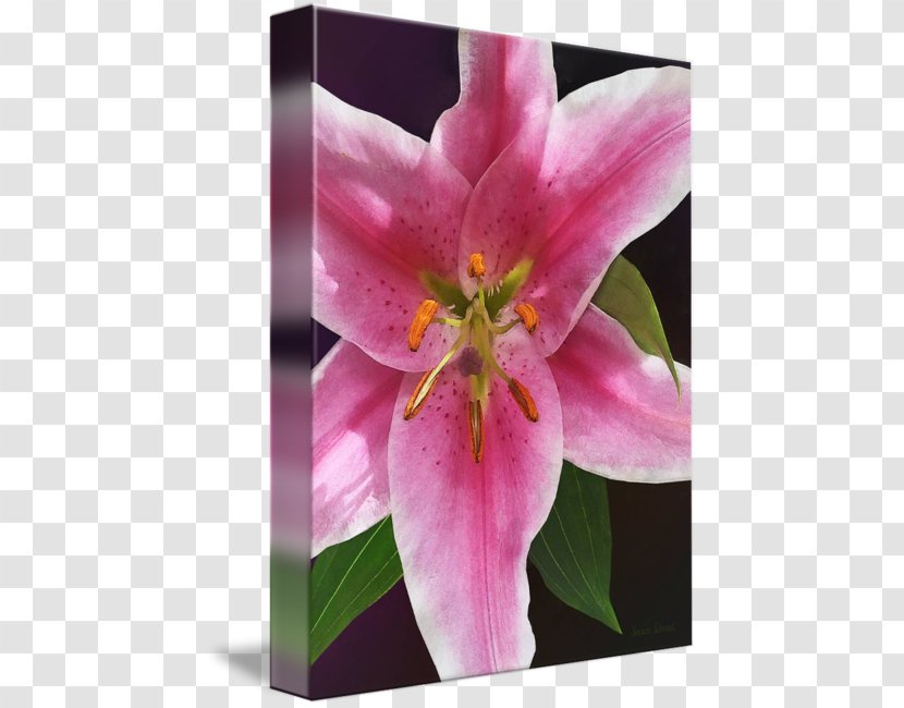 Pink M Wildflower Lily - Flora - Lilium 'Stargazer' Transparent PNG