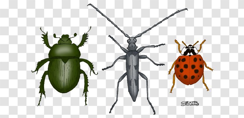 Weevil Beetle Insect Wing Flea Animal Transparent PNG