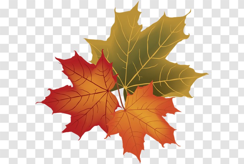 Autumn Leaf Color Royalty-free - Plant Transparent PNG