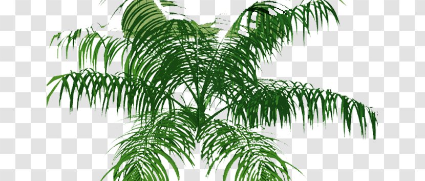 Arecaceae Tree Plan - Leaf Transparent PNG