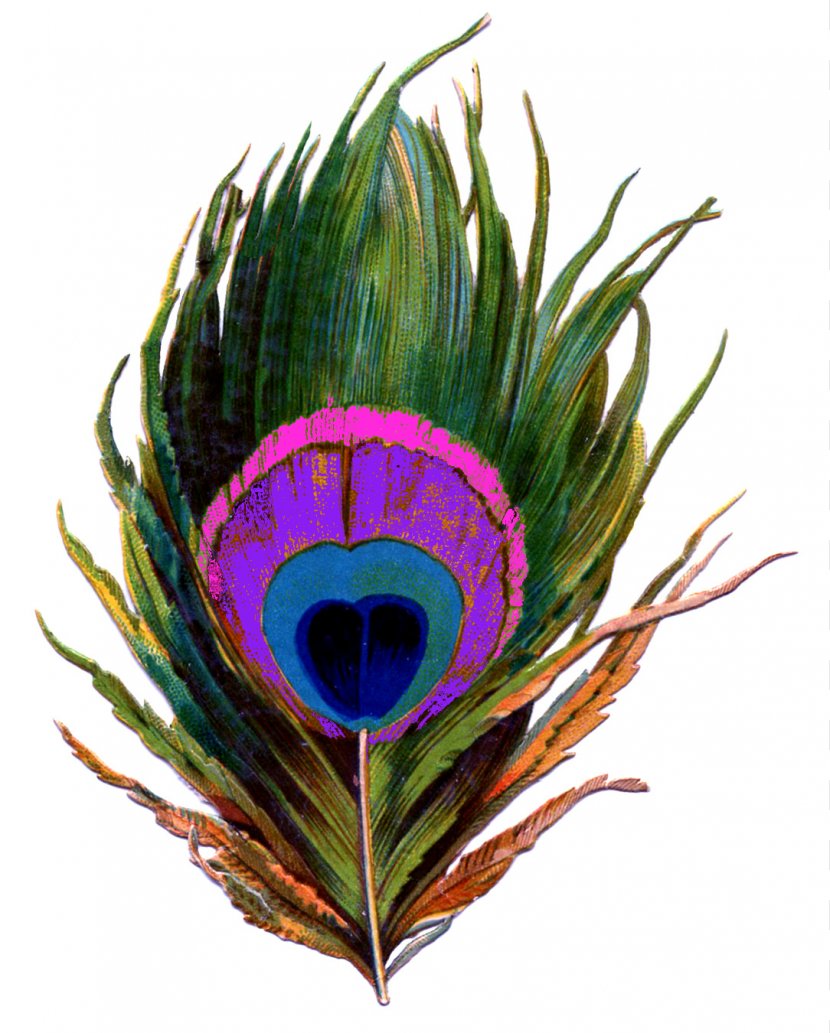 Feather Bird Peafowl Clip Art - Peacock Transparent Image Transparent PNG