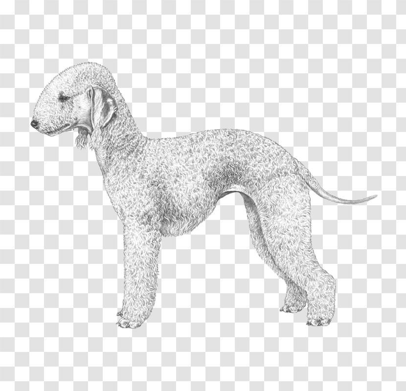 Dog Breed Whippet Bedlington Terrier Italian Greyhound - Animal Husbandry - Puppy Transparent PNG