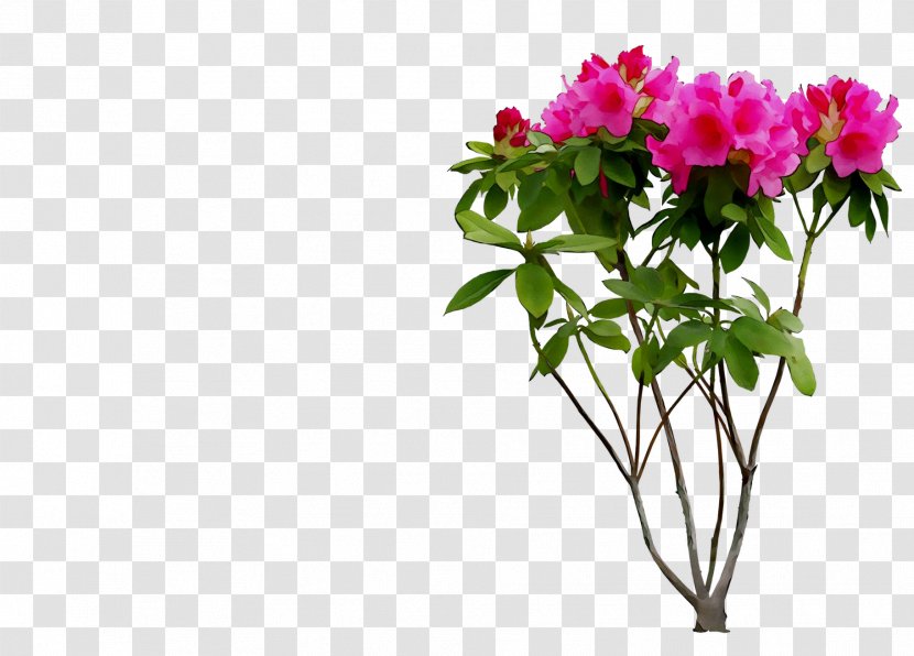Japanese Photinia Floral Design Cut Flowers Shrub - Petal - Flower Transparent PNG