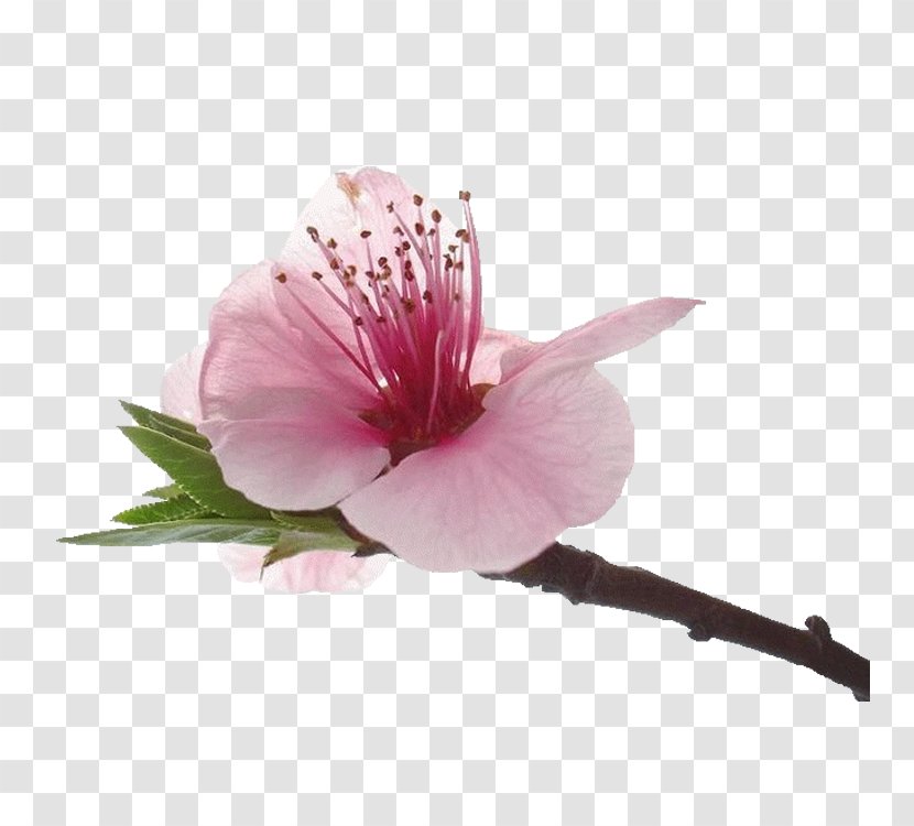 Blossom Petal Flower Rosemallows - Alstroemeriaceae Transparent PNG