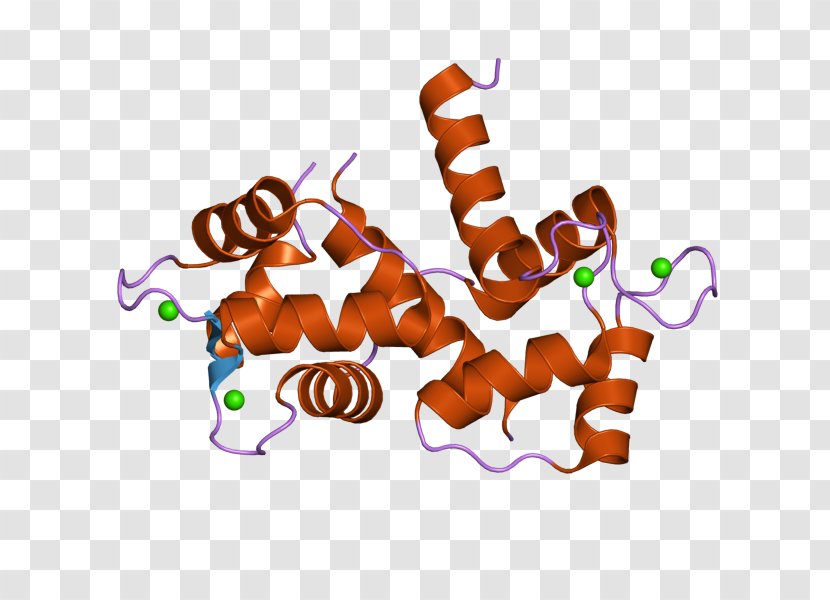 CALM3 CALM2 Calmodulin 1 Protein - Frame - Tree Transparent PNG