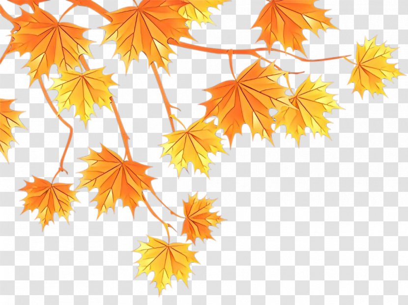 Maple Leaf - Cartoon - Autumn Transparent PNG