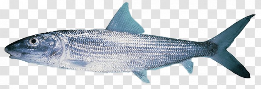 Shark Fin Background - Giant Trevally - Tuna Atlantic Spanish Mackerel Transparent PNG