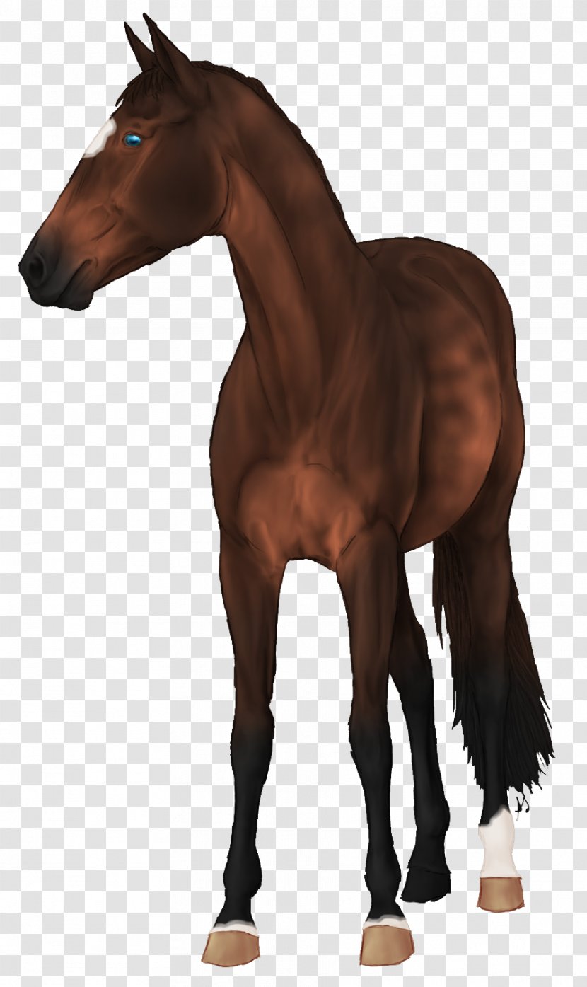 Mane Mustang Foal Stallion Mare Transparent PNG