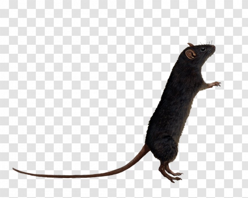 Brown Rat Mouse Clip Art - Fauna - Transparent Transparent PNG