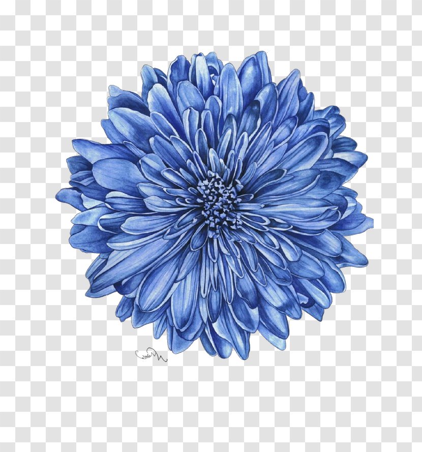 Blue Flower Petal Plant Dahlia - Flowering - Daisy Family Aster Transparent PNG